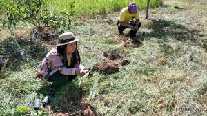 4.  ศธ. ปลูกป่าเฉลิมพระเกียรติเนื่องในโอกาสมหามงคลพระราชพิธีบรมราชาภิเษก